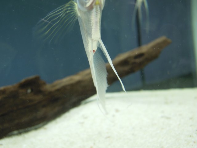 camallanus3.JPG