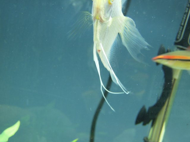 camallanus2.JPG
