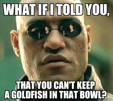 Matrixgoldfish.jpg