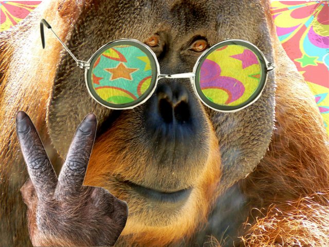 hippybigfoot.jpg