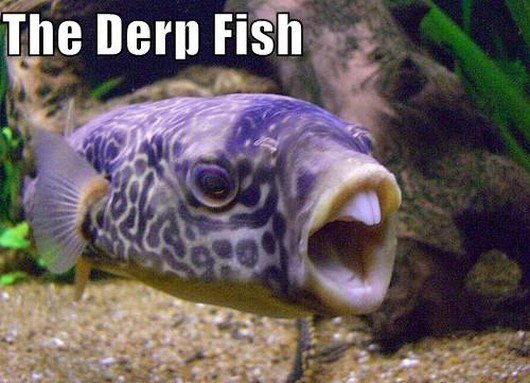 funny-derpy-animals9.jpg