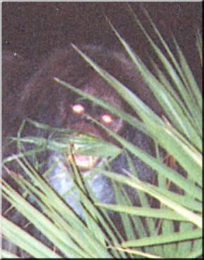 MAface1sm.jpg