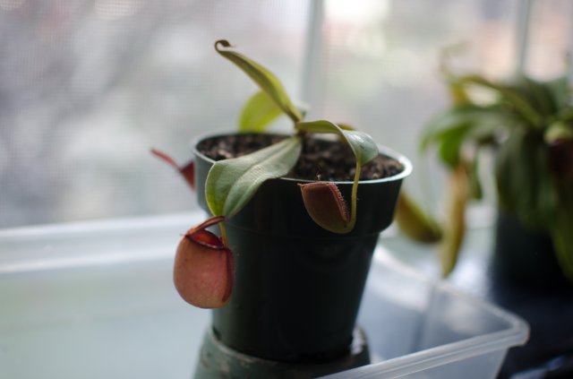 DSC_1465.jpg