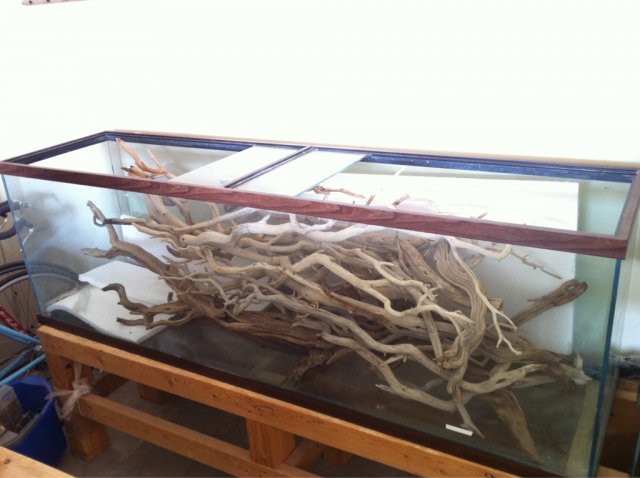 ImageUploadedByMonsterAquariaNetwork1347758677.645391.jpg ImageUploadedByMonsterAquariaNetwork1347758677.645391.jpg