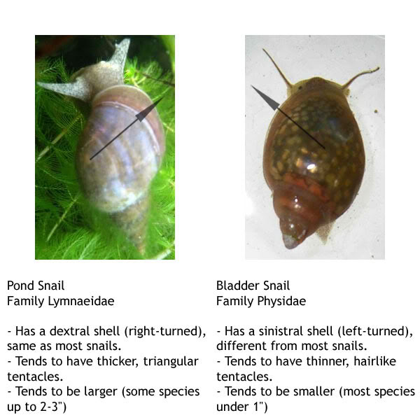 pond snails aquariacentral com