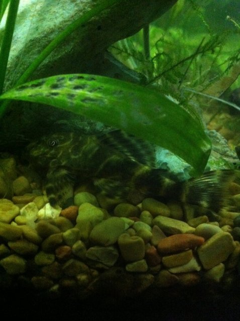 clown_pleco_by_vinceniavalentine-d599yl9.jpg