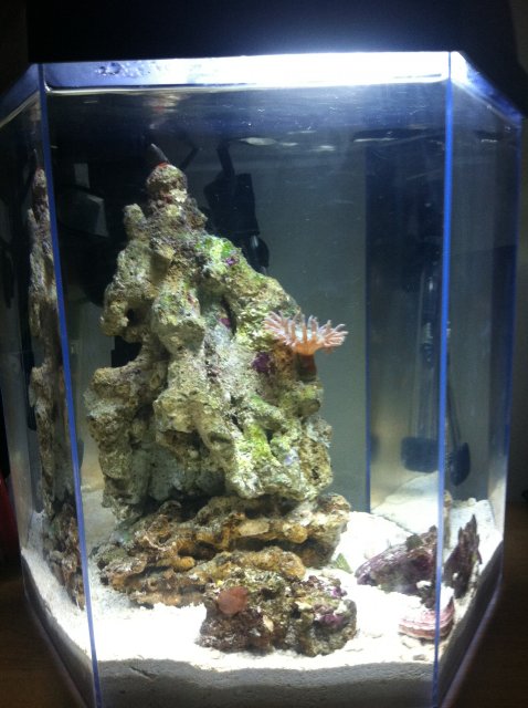 fish tank.JPG