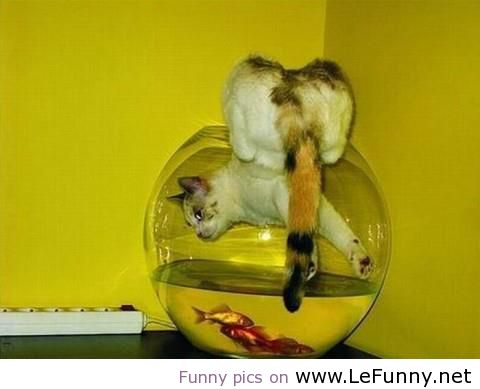 Hunting-the-fish.jpg