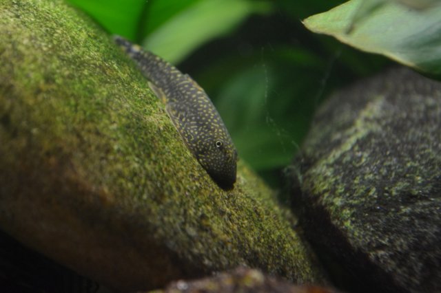 DSC_0786.jpg