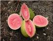 guava.jpg