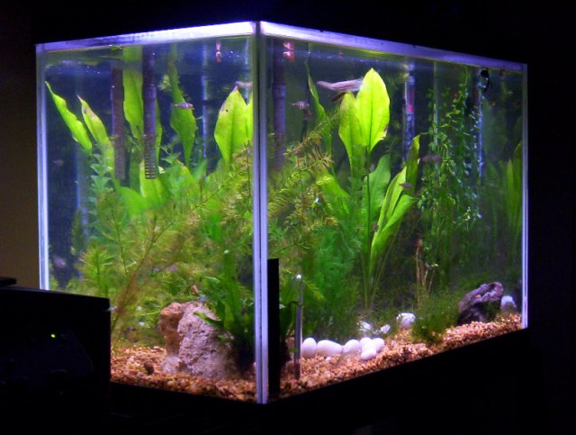 fishtanks 094.jpg