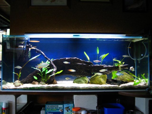 Big Aquarium 6.JPG