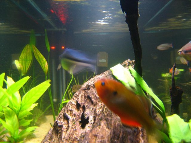 Inside Big Aquarium 8.JPG