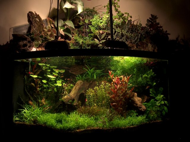 fish tank 239.jpg