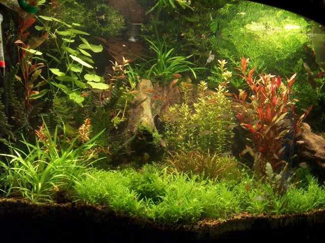 fish tank 224.jpg