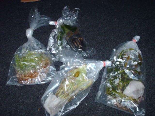 Baggies.jpg