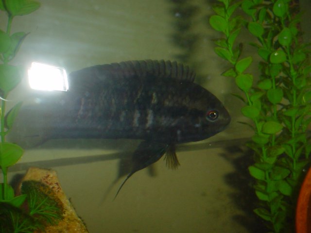 Fish 001.jpg