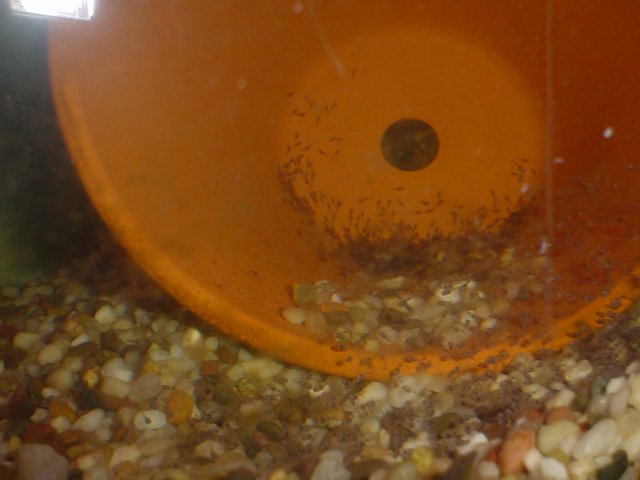 Fish 002.jpg