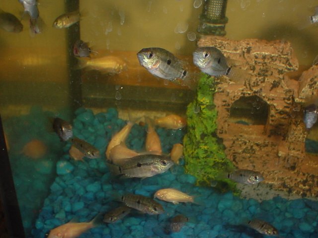 Fish 025.jpg