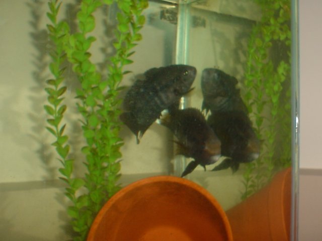 Fish 024.jpg