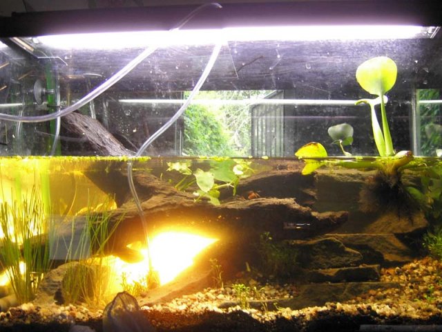 crabitat1.jpg crabitat1.jpg