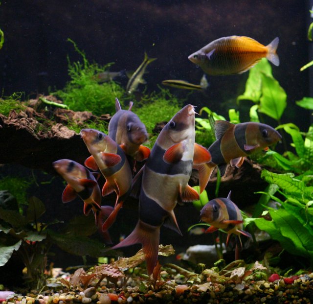 loachpile1.jpg