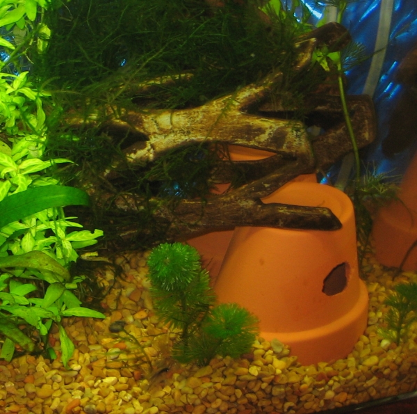 Question about terracotta pots in aquarium
