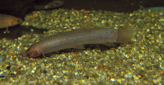 hinge fish.jpg
