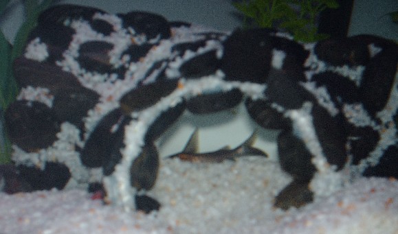 PVC cave 10.jpg