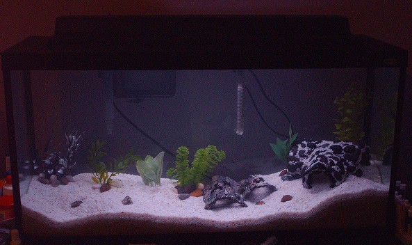33 Gallon Set-up.jpg
