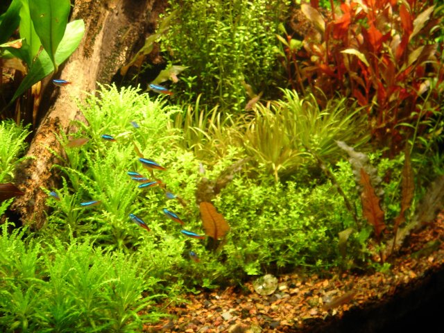 fish tank 080.jpg