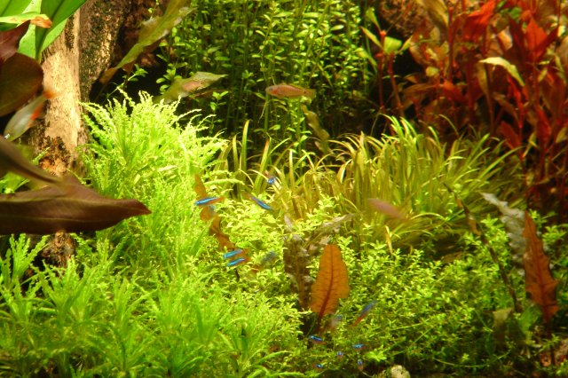 fish tank 103.jpg