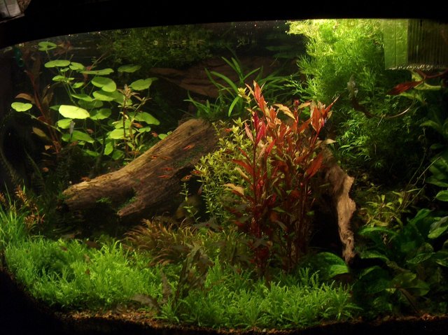 fish tank 236.jpg
