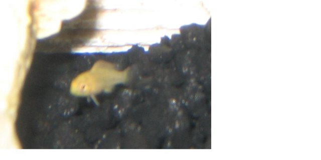 squirt.JPG