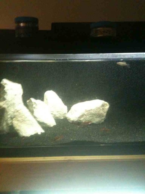 ImageUploadedByMonsterAquariaNetwork1350005650.897354.jpg