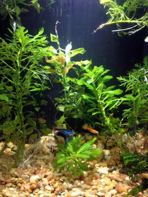 newtank closeup.jpg