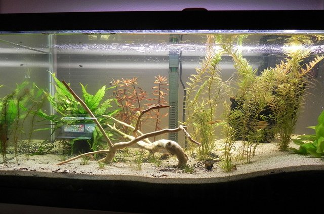 3 planted tanks pictures