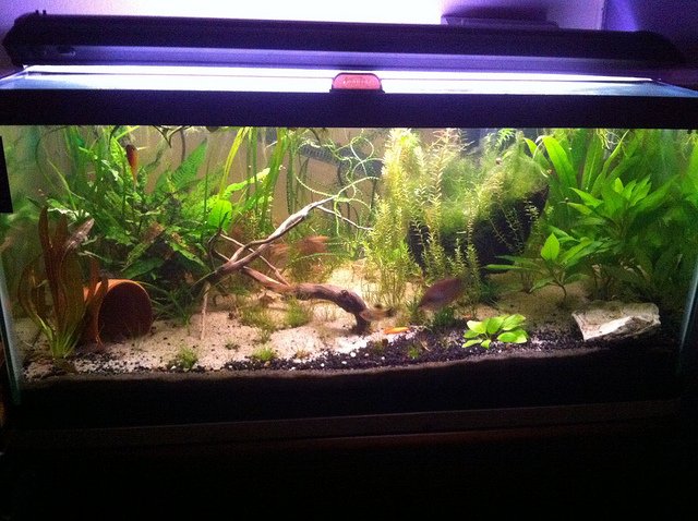 3 planted tanks pictures