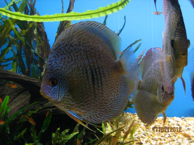 discus after sandy 001.jpg