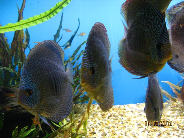 discus after sandy 007.jpg