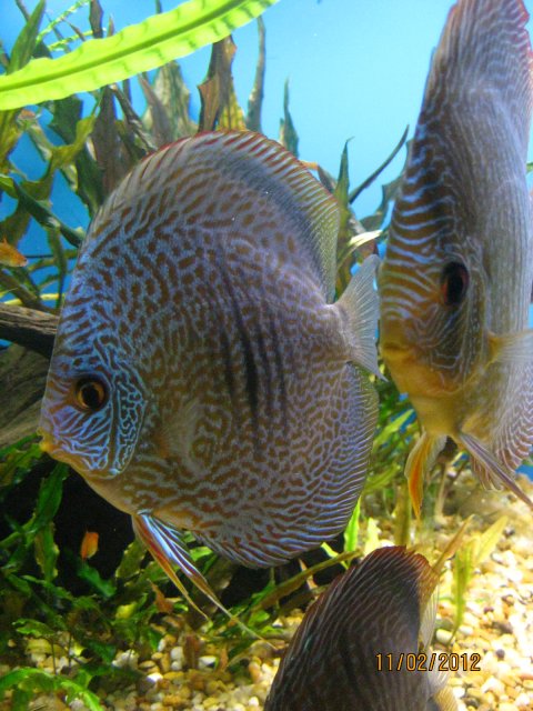 discus after sandy 008.jpg