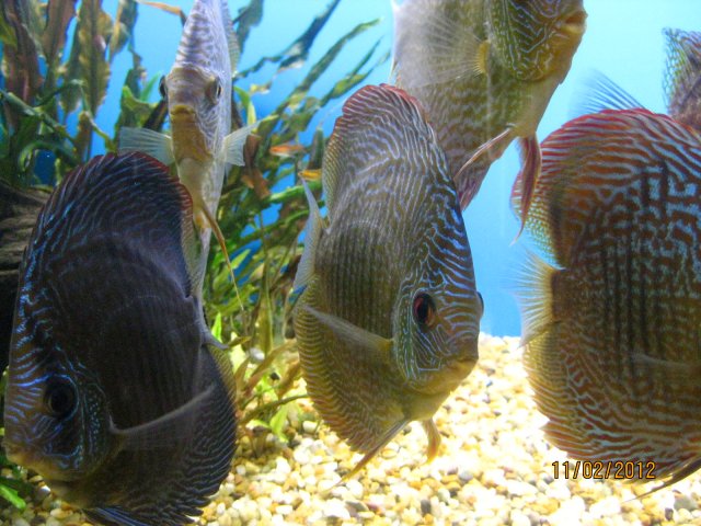 discus after sandy 010.jpg