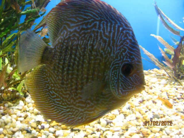 discus after sandy 013.jpg