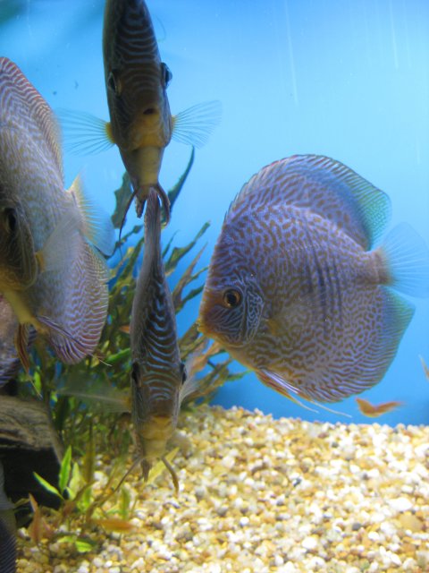 discus after sandy 020.jpg