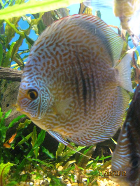 discus after sandy 022.jpg