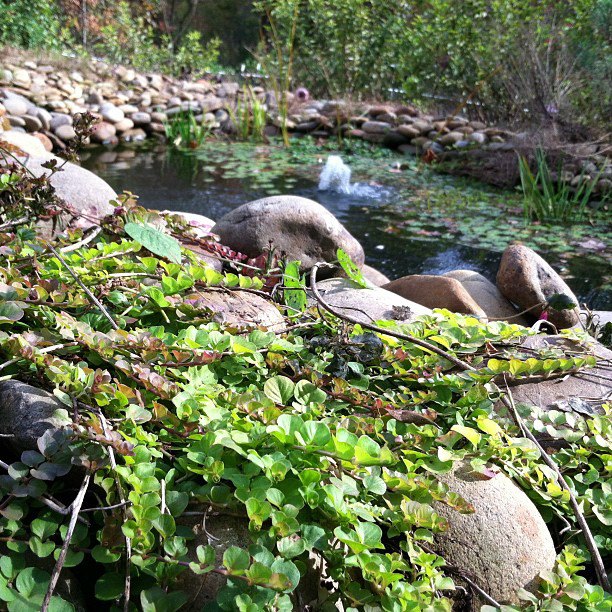 pond3.jpg
