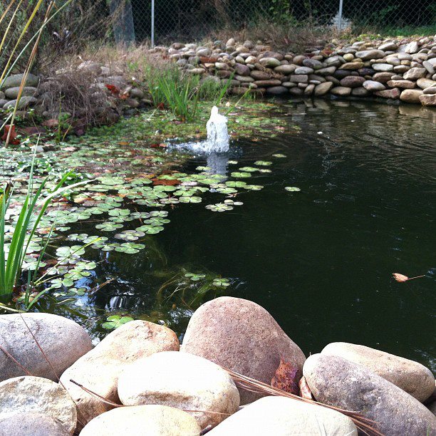 pond1.jpg