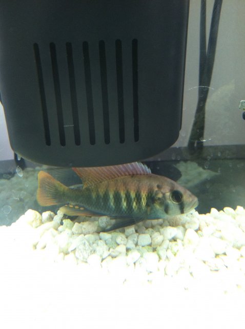 Pundamilia.JPG Pundamilia.JPG