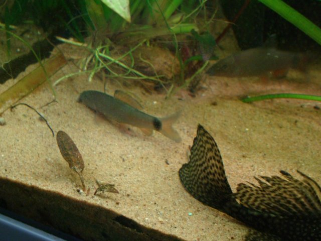 DSC09336.JPG