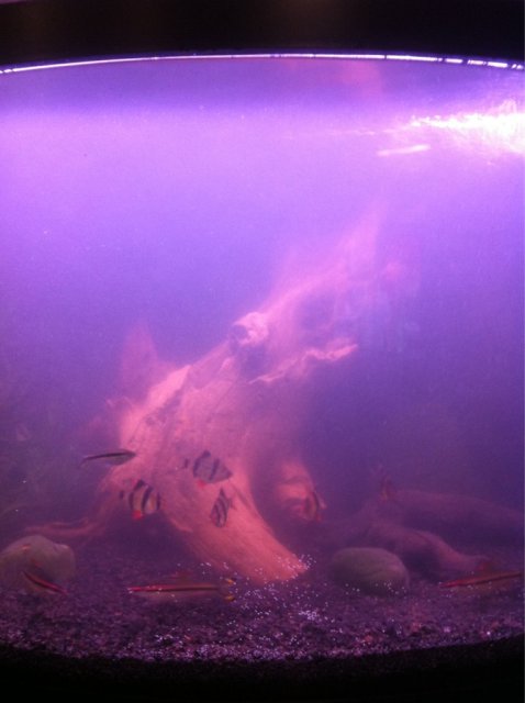ImageUploadedByMonsterAquariaNetwork1352619575.518223.jpg